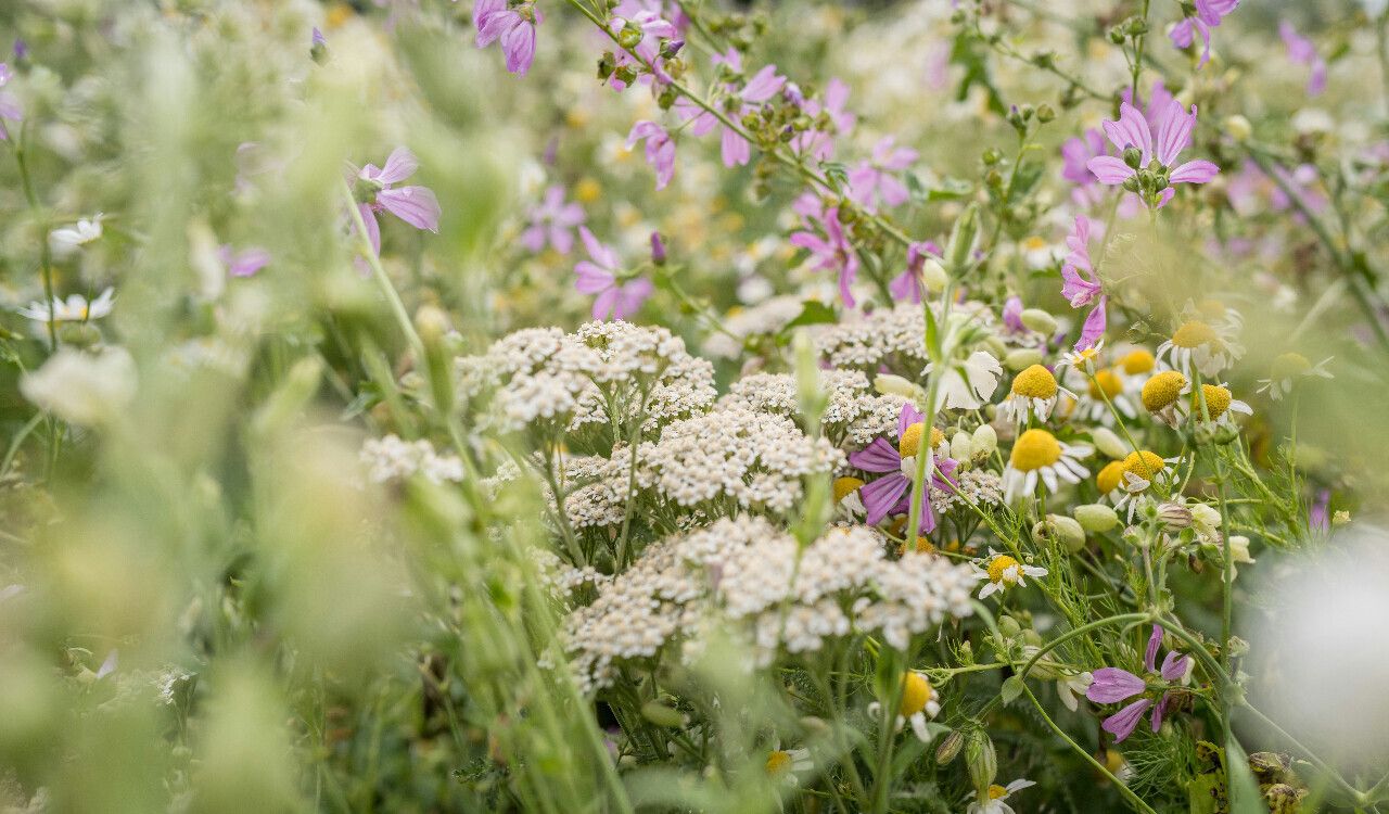 Bild på ängsblommor